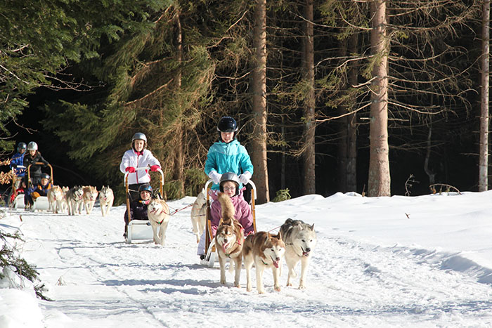 Chiens de traîneaux