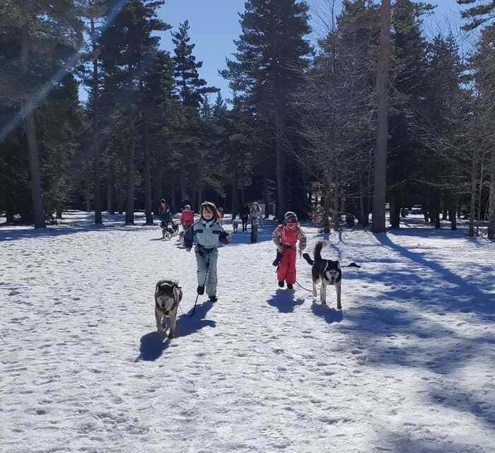 Chiens de traîneaux