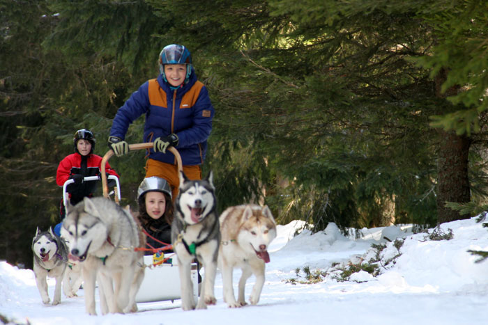 Stage musher // Stage enfants et ados 8 à 16 ans // Kolyma Chiens