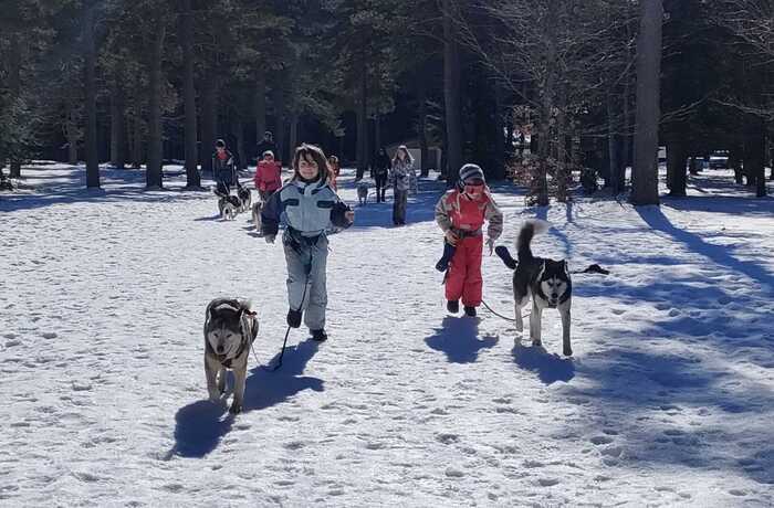 Escapades en traineaux