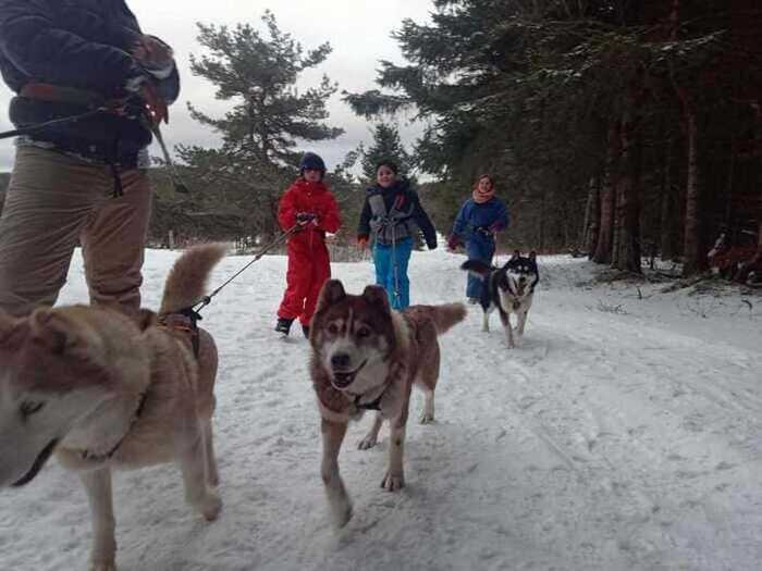 février 2023 : balade avec des chiens en cani-rando en colonie d'hiver
