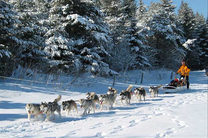 Balade en chiens de traineaux et découverte des paysages de montagne.