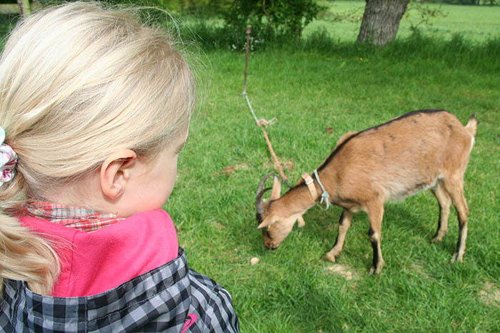 Un enfant observant un animal