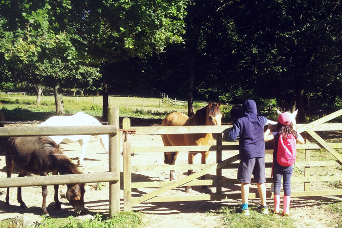 Rencontre avec des animaux