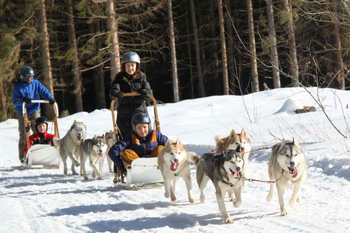 Chiens de traineaux